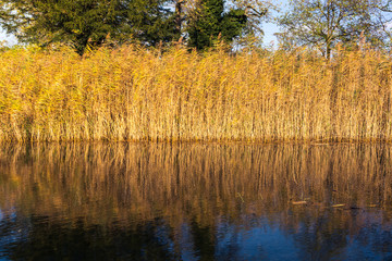 Thickets Reflection in Pond Water Outdoors Nature Wildlife Afternoon