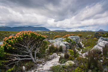 A flowering protea bush leans away from a hiking trail with cloudy skies threatening rain 