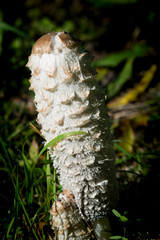 Schopftintling im Gras