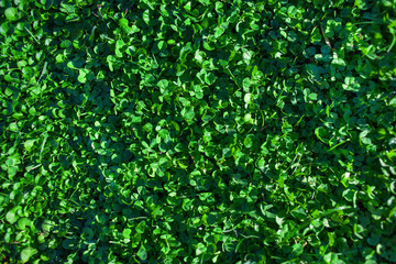 Fototapeta na wymiar Green grass textured background. Field of summer grass, horizontal image
