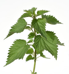 Brennnessel, Urtica, Dioica, Grosse, Wildkraeuter, Wildgemuese, Heilpflanze