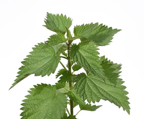 Brennnessel, Urtica, Dioica, Grosse, Wildkraeuter, Wildgemuese, Heilpflanze