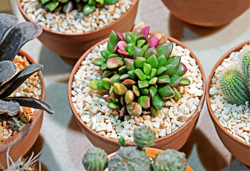 Colorful Cactus with White Gravel in a Flowerpot