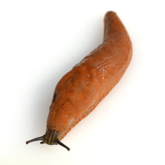 Rote, Wegschnecke, Arion rufus, Nacktschnecke