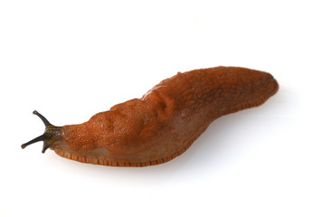 Rote, Wegschnecke, Arion rufus, Nacktschnecke