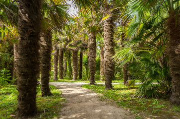 Obraz na płótnie Canvas Path through palm trees in a park