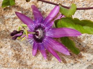 Passionsblume, Passiflora Violacea, Violette, Heilpflanze