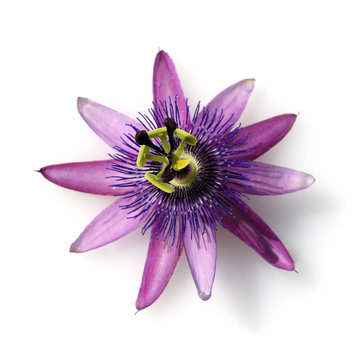 Passionsblume, Passiflora Violacea, Violette, Heilpflanze