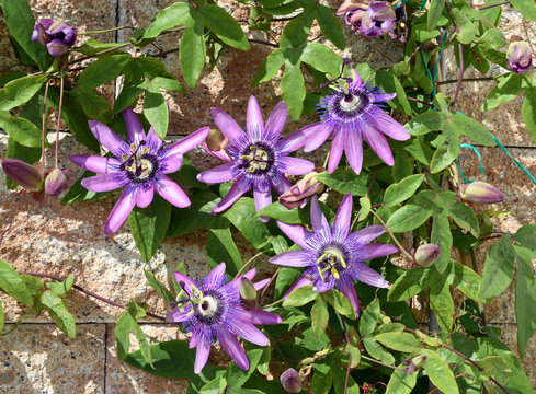 Passionsblume, Passiflora Violacea, Violette, Heilpflanze
