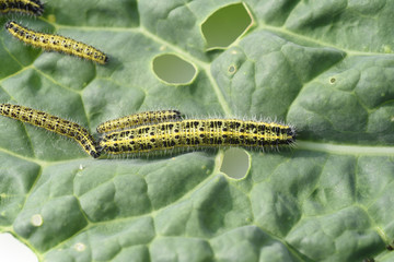Raupen, Grosser Kohlweissling, Pieris, brassicae