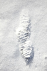 winter garden and cartracks in the parking lot
