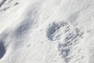 winter garden and cartracks in the parking lot