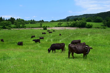 牛の放牧