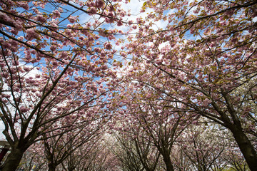 Garden with flowering trees inspired by Van Gogh paintings between the Van Gogh museum and the Rijksmuseum on a spring day. Amsterdam, Netherlands