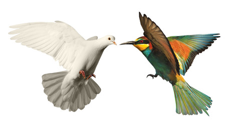 Obraz premium white dove and colored bird on a white background