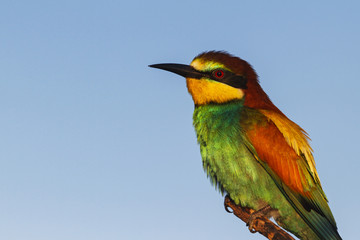 bird of paradise with beautiful feathers