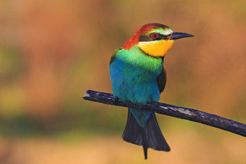 bright bird in the east sun