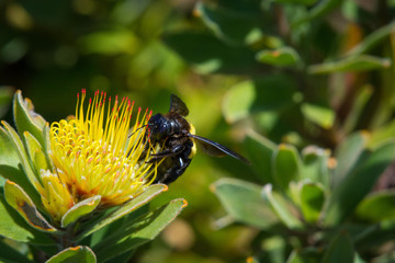 A female carpenter bee gathers pollen from a protea flower in Kirstenbosch Botanical Gardens, Cape Town, South Africa
