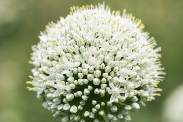garlic flower