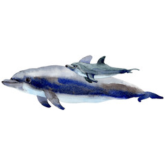 Fototapeta premium Dolphin wild mammals in a watercolor style isolated. Full name of the mammals: Dolphin. Aquarelle wild mammals for background, texture, wrapper pattern or tattoo.
