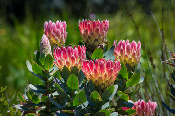 A bunch of red and yellow protea flowers in Kirstenbosch Botanical Gardens, Cape Town, South Africa