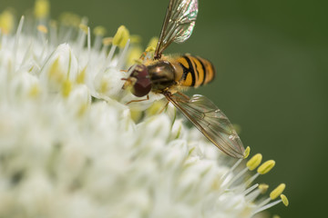 bee on garlic flower