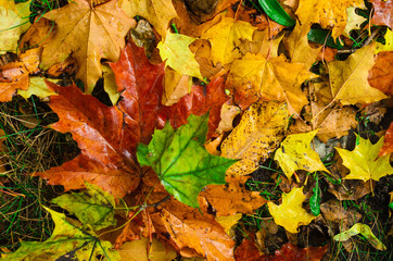foggy morning .autumn landscape . on the ground lay colorful leaves . nature in different colors . can be background .