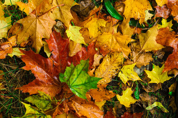 foggy morning .autumn landscape . on the ground lay colorful leaves . nature in different colors . can be background .