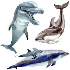 Fototapeta premium Dolphin wild mammals in a watercolor style isolated. Full name of the mammals: Dolphin. Aquarelle wild mammals for background, texture, wrapper pattern or tattoo.