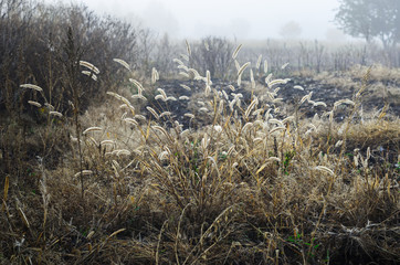 Fototapeta premium foggy morning .autumn landscape . on the ground lay colorful leaves . nature in different colors . can be background .