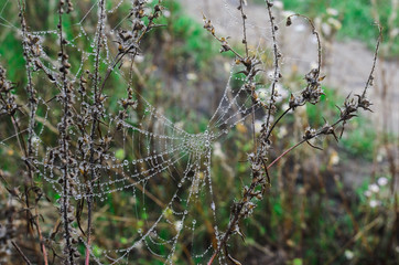 foggy morning .autumn landscape . on the ground lay colorful leaves . nature in different colors . can be background .  macro shooting is a spider's web with dewdrops