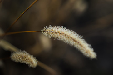 foggy morning .autumn landscape . on the ground lay colorful leaves . nature in different colors . can be background .
