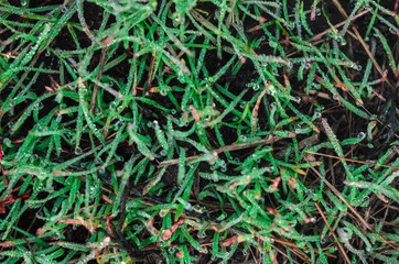 foggy morning .autumn landscape . on the ground lay colorful leaves . nature in different colors . can be background .