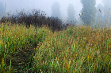 Fototapeta premium autumn landscape . on the ground lay colorful leaves . nature in different colors . can be background . pathways for pedestrians or cyclists