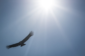Condor vola con il sole alle spalle