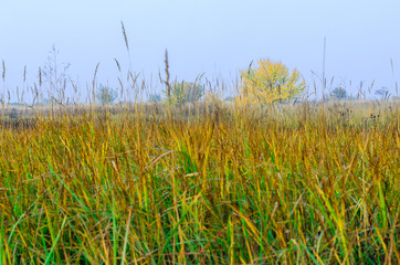 foggy morning .autumn landscape . on the ground lay colorful leaves . nature in different colors . can be background .