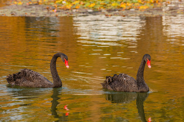 Fototapeta premium a rare exemplary of black swan exsisting in Italy /It is a water selvatic bird with black plumage and a red beak with a white tip