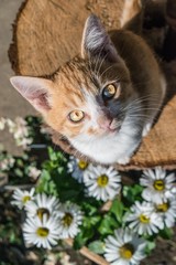 Ginger Tabby Kitten With Daisies