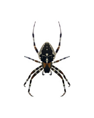 Obraz premium Insect spider vector illustration