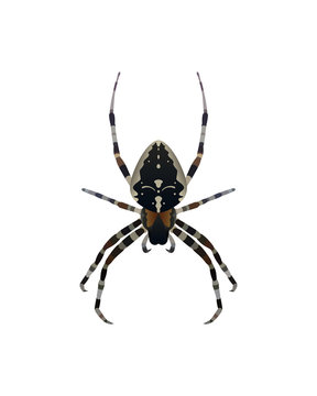 Insect spider vector illustration