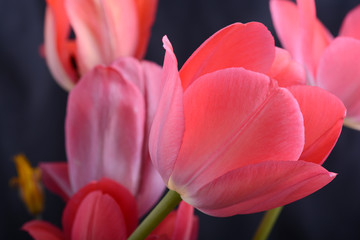 Dark red tulip, black background, sidelight, little light