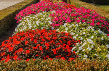 colorful road of new guinea flowers in a garden / the  