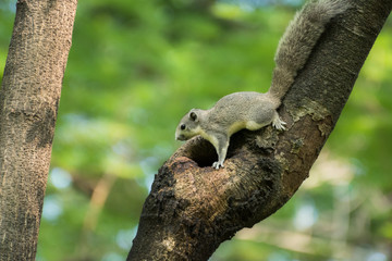 close up squirrel climbing on the tree