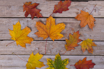 Collecting fallen leaves