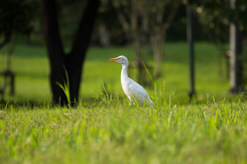 white egret searching food in park