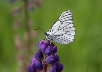 White Butterfly