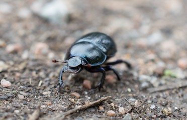 Dor Beetle