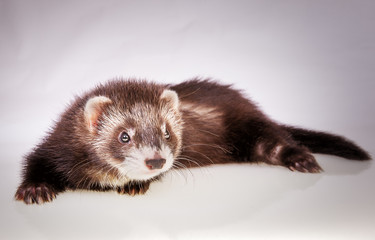 cute little sable ferret
