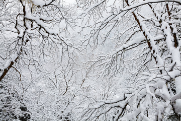 Winter view of trees with snow covered branches