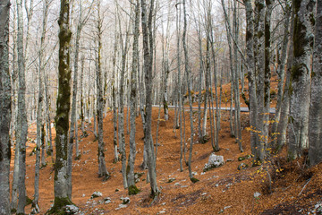 Autumn in Forca D'Acero, Abruzzo National Park, Italy